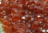 Natural, Red Quartz Cluster - Morocco #57098-1